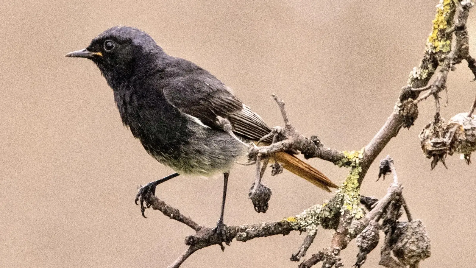 Der Hausrotschwanz ist mit einer Körperlänge von bis zu 15 Zentimetern geringfügig kleiner und vor allem schlanker als der Haussperling. Dieses Männchen wurde in Illesheim abgelichtet. (Foto: Wolfgang Meyer)