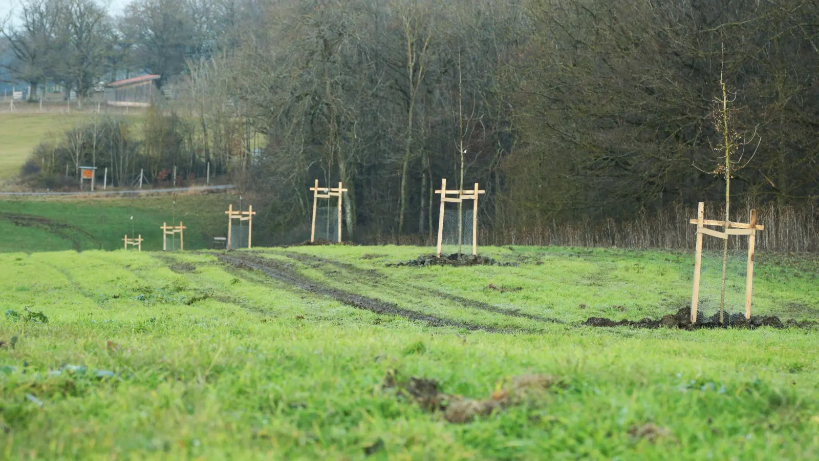 Zu Beginn des Projektes wurden auf dem ehemaligen Acker bei Hellmitzheim im Dezember 2020 auch einige Bäume gepflanzt. (Foto: Naturpark Steigerwald/Paul Malec)