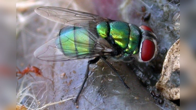 Diese Schmeißfliege könnte die Verbrechensbekämpfung erschweren. (Foto: Krzysztof Szpila/Universität Toruń/dpa)