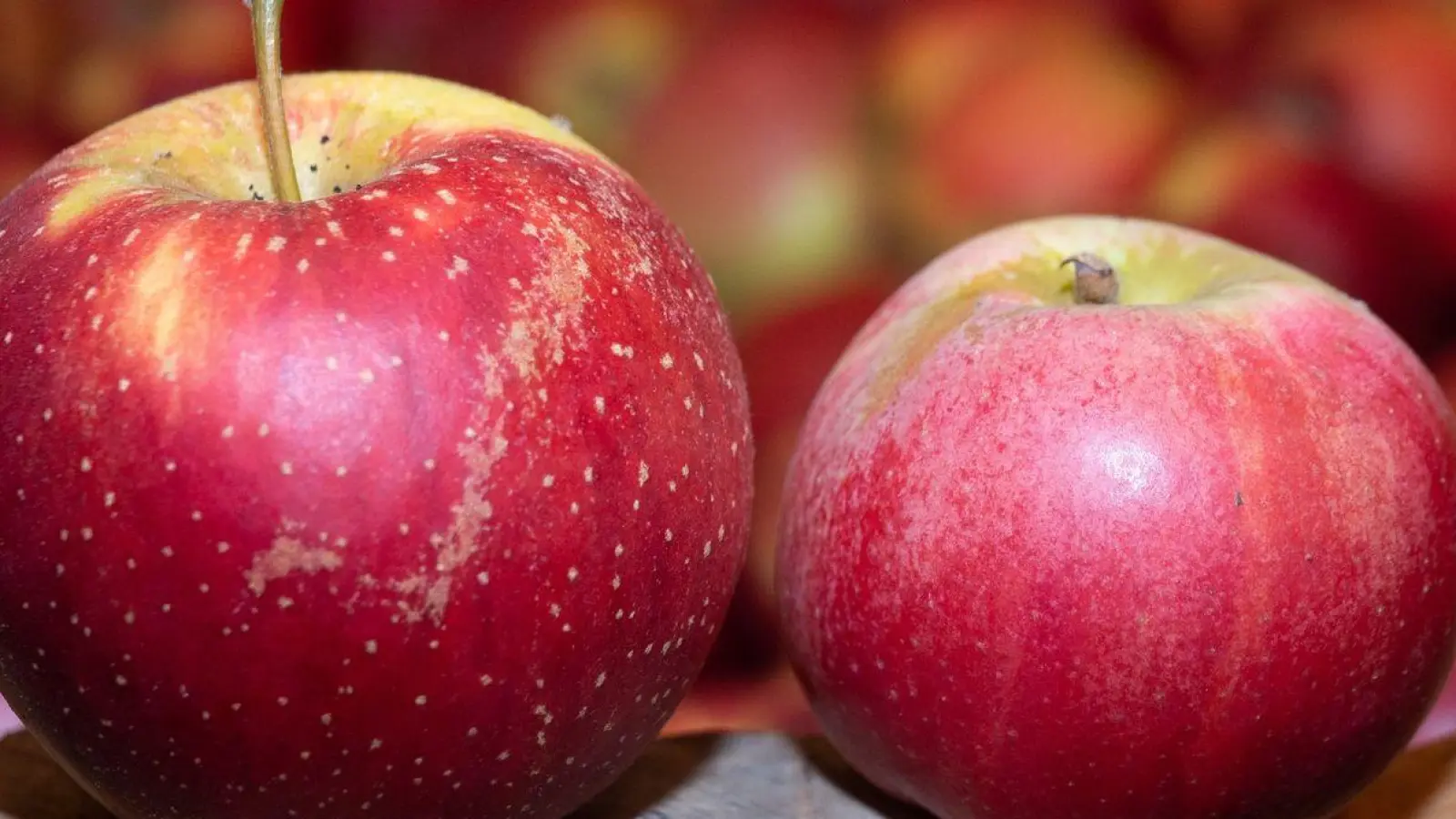 Alte Apfelsorten wie Wellant (l) und Berlepsch (r) haben einen hohen Polyphenolgehalt, was sie zu idealen „Allergiker-Äpfeln“ macht. (Foto: Sebastian Gollnow/dpa)