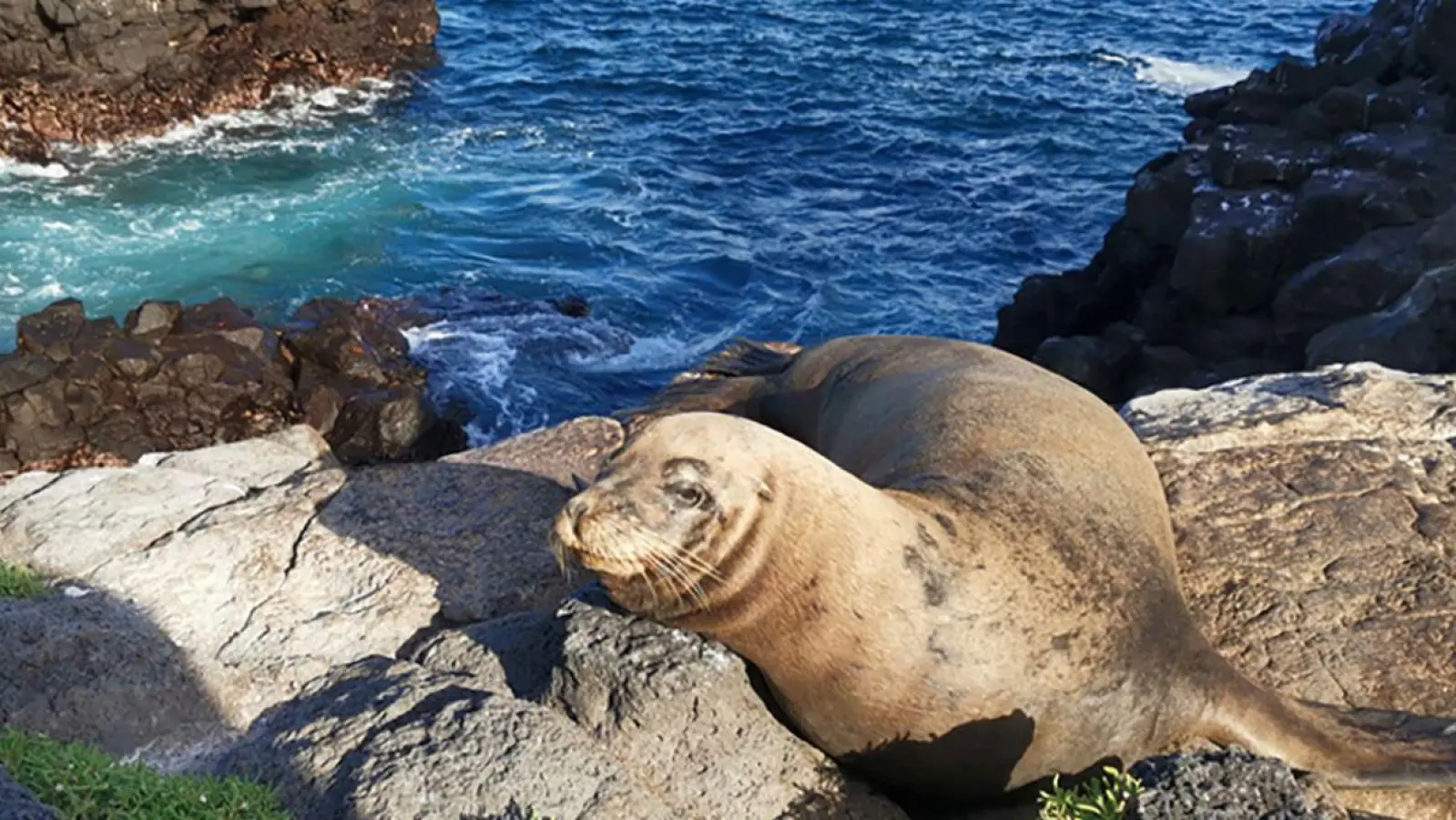 Präsente Bewohner der Galápagos-Welt: Seelöwen. Ein Exemplar hangelt sich geschickt die Klippen hinauf. (Foto: Michael Juhran/dpa-tmn)