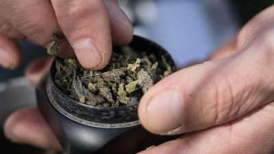 Die Bundesländer hätten bislang keine klaren Regelungen für die Lizenzen von Anbauflächen für Cannabis aufgestellt und „bis auf wenige Ausnahmen“ noch nicht mal eine zuständige Behörde benannt. (Foto: Sebastian Gollnow/dpa)