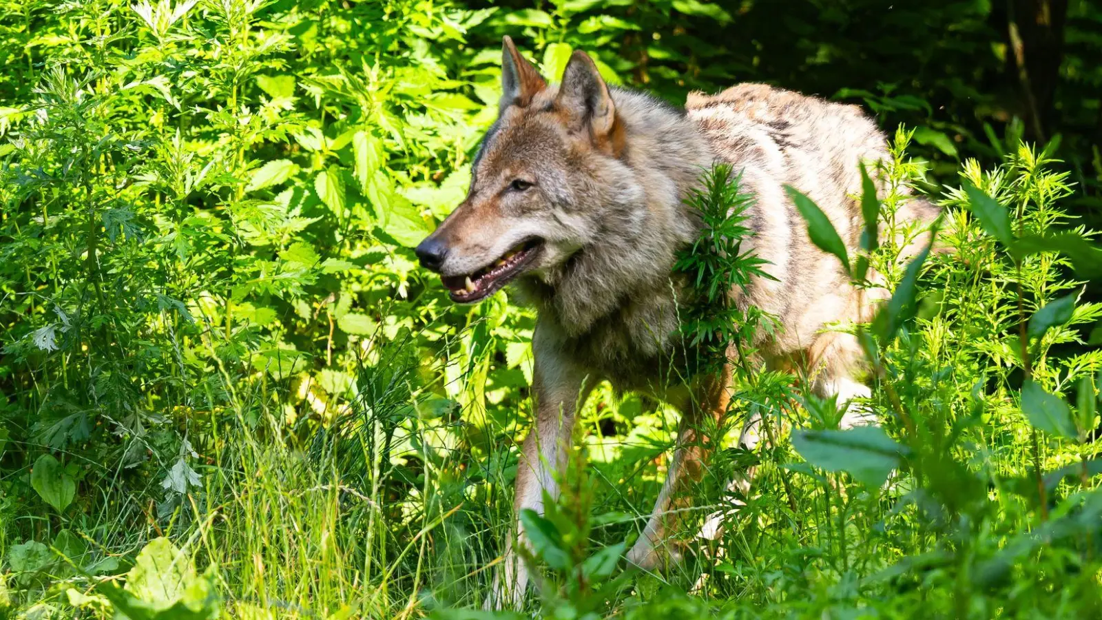 Aus Aiwangers Sicht sollte der Bund beim Wolf umgehend eine Bejagung ermöglichen. (Archivbild) (Foto: Philipp Schulze/dpa)