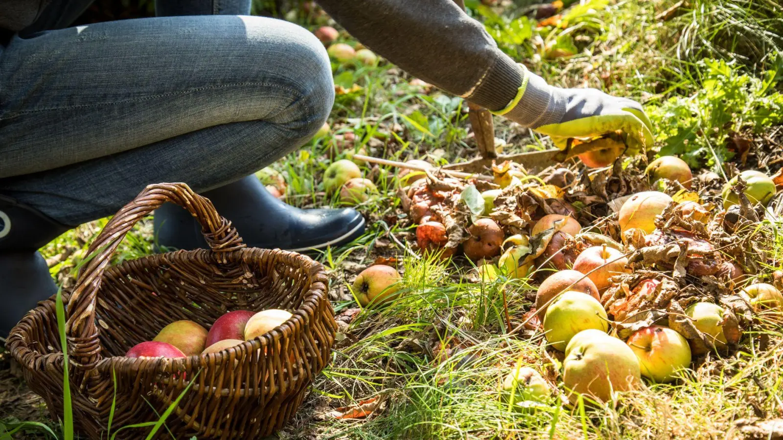 Besser nicht liegen lassen: Fallobst im Garten sollte man aufsammeln, um Schädlinge und Krankheitsbefall zu vermeiden. (Foto: Christin Klose/dpa-tmn)