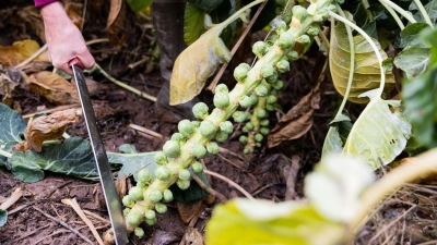 Rosenkohl kann sehr lange im Gemüsebeet bleiben - sogar bis ins Frühjahr hinein. (Foto: Rolf Vennenbernd/dpa/dpa-tmn)