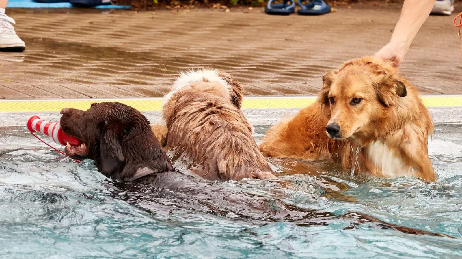 Viele Hunde freuen sich bei Hitze über ein Bad - manchmal ist das sogar in Schwimmbädern erlaubt. (Foto: Georg Wendt/dpa/dpa-tmn)