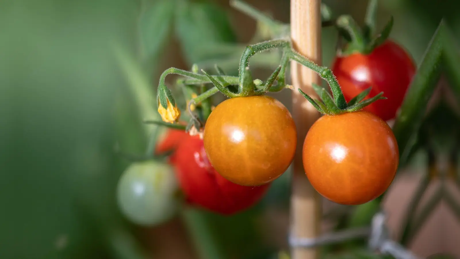 Aromatische Tomaten: Mit diesem Trick klappt es. (Foto: Andrea Warnecke/dpa-tmn)