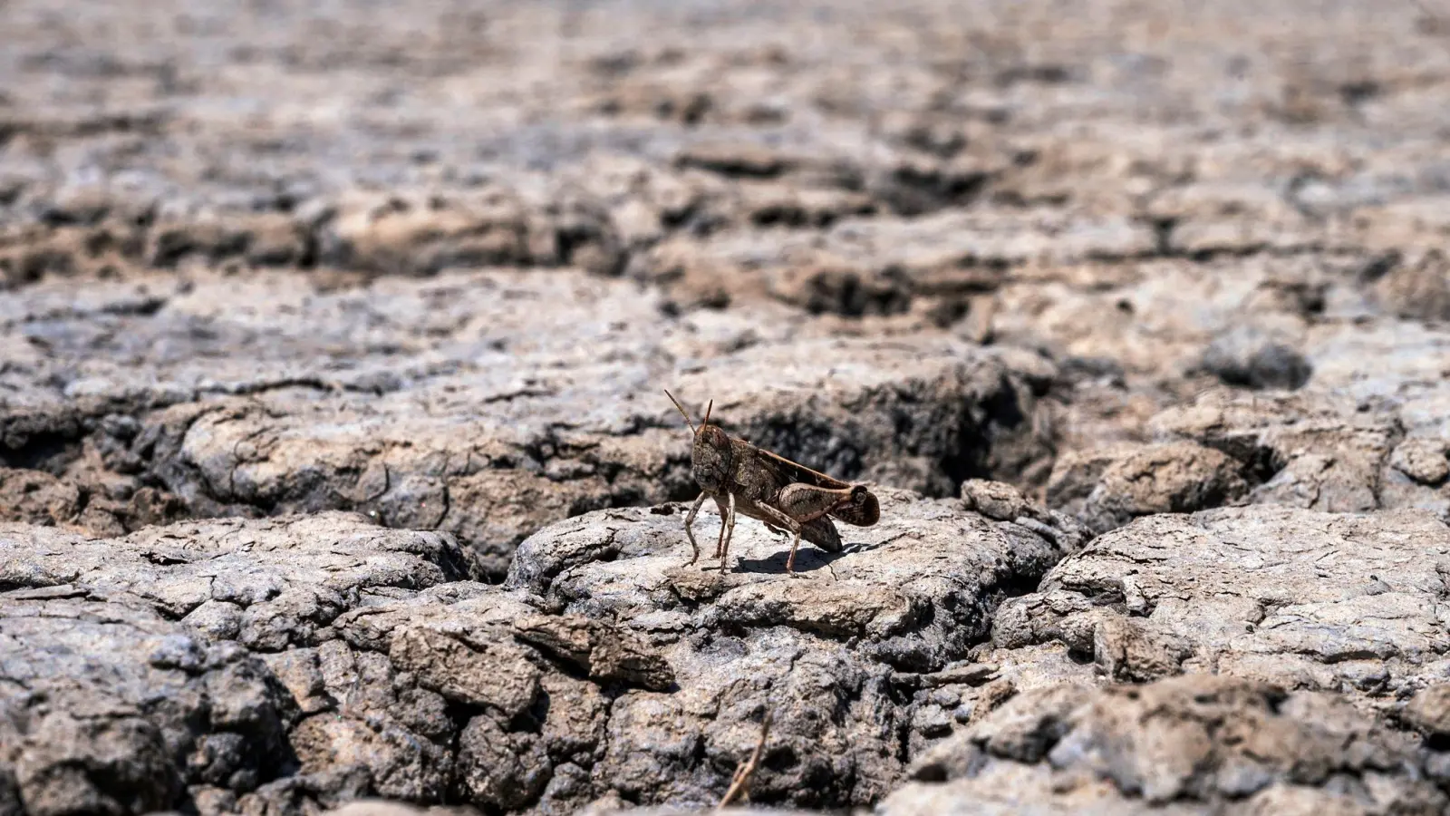 Die Trockenheit bedroht Natur und Mensch. (Foto: Giannis Papanikos/AP/dpa)