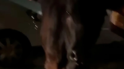 Dieses Standbild aus einem Video zeigt die entlaufende Kuh. Zwei Mal wurde sie von einem Polizeiwagen gerammt. (Foto: Kai Bennetts/PA Media/dpa)