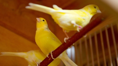 Kanarienvögel sitzen auf einer Stange. (Foto: Swen Pförtner/dpa/Symbolbild)