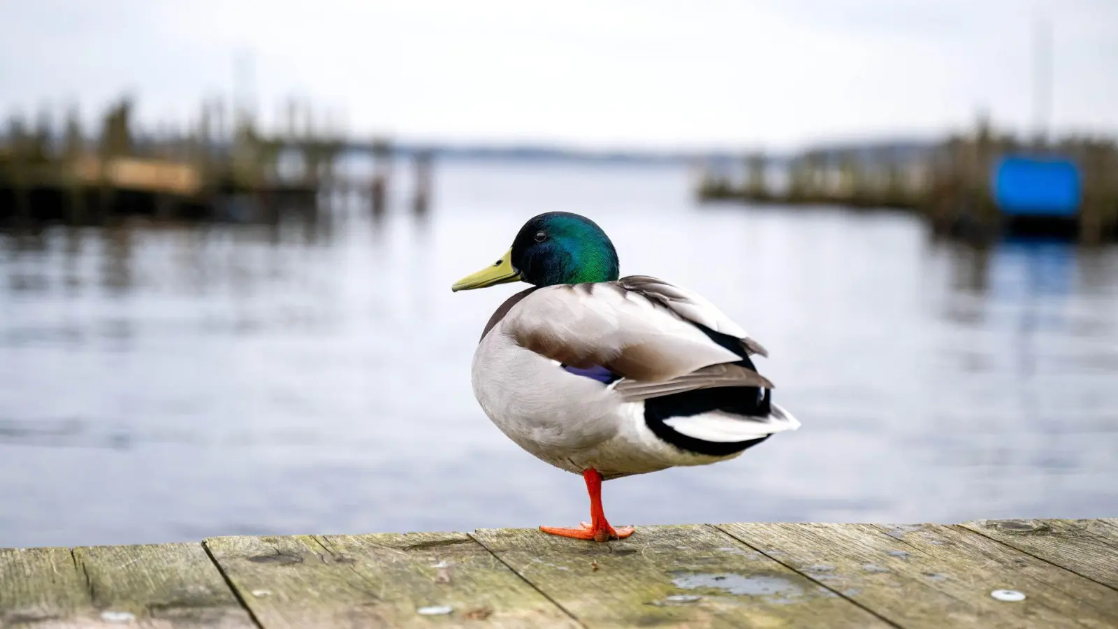 Eine Ente ist auf einem See in Braunschweig festgefroren. (Symbolbild)  (Foto: Sina Schuldt/dpa)