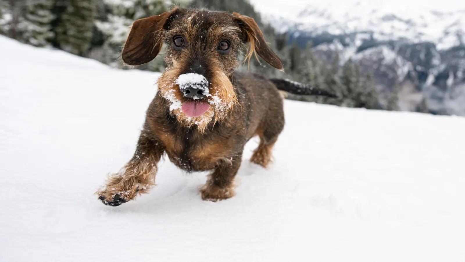 Schnee, Eis und Kälte: In der Regel brauchen Hunde keinen extra Schutz im Winter. (Foto: Benjamin Nolte/dpa-tmn)