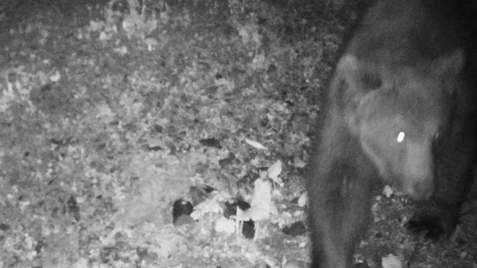 Das Foto der Wildkamera zeigt einen Braunbären, der in der Nacht auf den 22. Mai 2024 im Gemeindegebiet festgestellt wurde. (Foto: Reviermanagement/dpa)