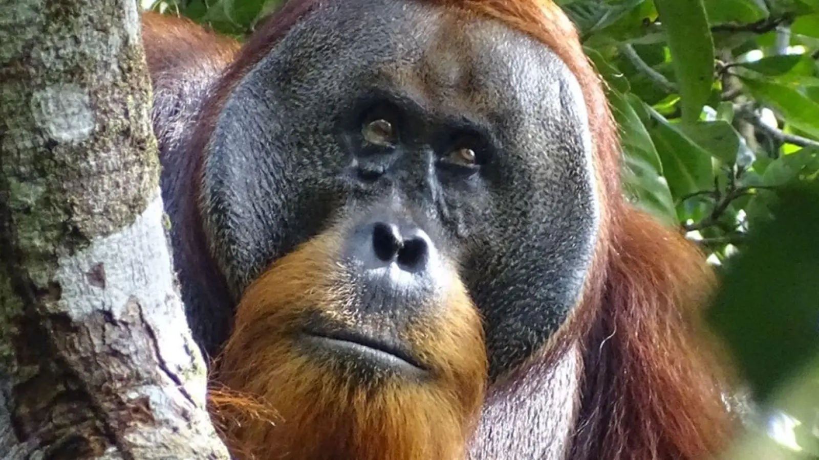 Der männliche Sumatra-Orang-Utan namens Rakus im Urwald von Suaq Balimbing hat sich selbst geheilt. Zwei Monate nach der Selbstbehandlung war die Wunde kaum noch sichtbar. (Foto: Safruddin/Max-Planck-Institut für Tierverhalten/SUAQ foundation/dpa)