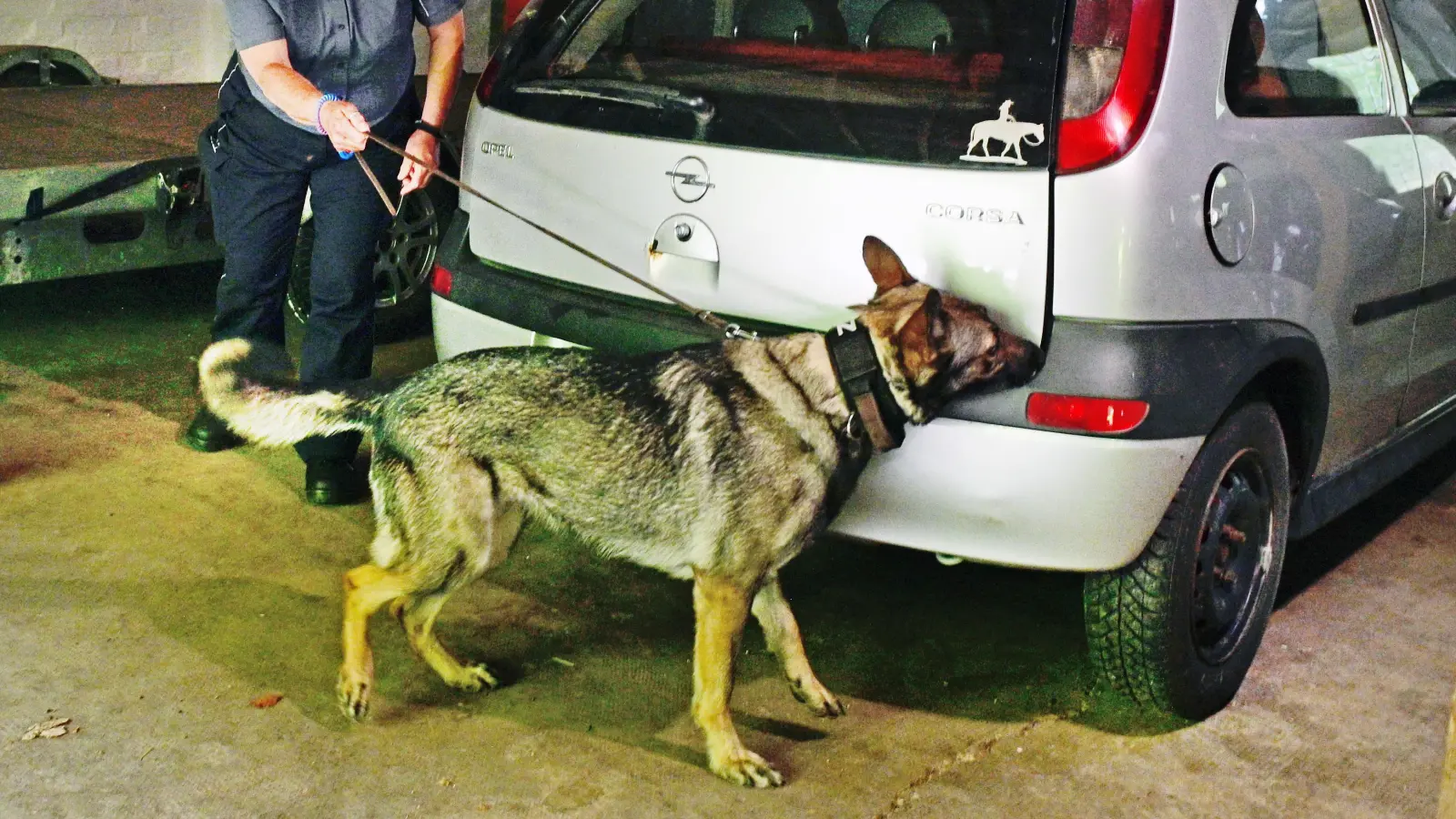 Eine Hundeführerin schickt ihren Hund auf die Suche nach im Auto versteckten Rauschgift. Nach dem Anzeigen und „Verweisen“ des Fundorts gibt es ein Leckerli zur Belohnung. (Foto: Jim Albright)