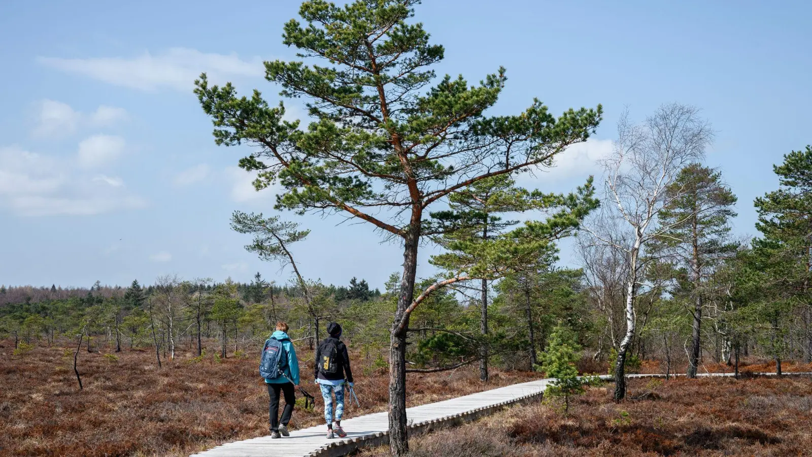 Zwei Frauen gehen auf dem Naturlehrpfad durchs Schwarze Moor in der Rhön am Dreiländereck Hessen, Bayern und Thüringen. (Foto: Daniel Vogl/dpa)