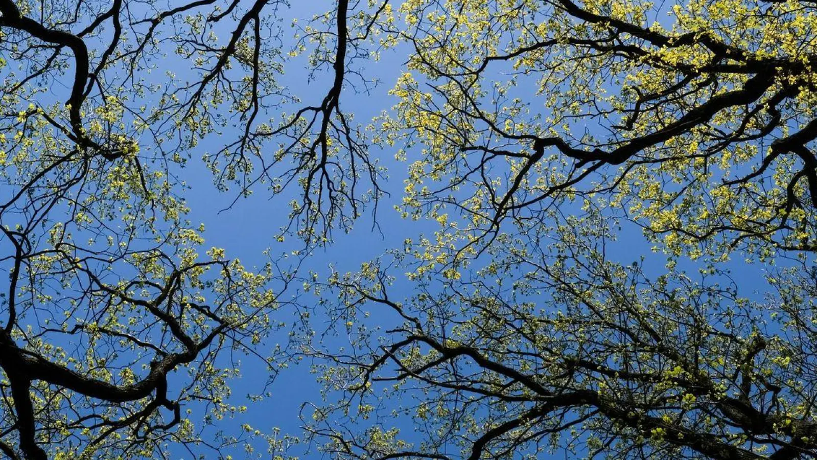 Wald bedeckt rund ein Drittel der gesamten Landesfläche Deutschlands. (Foto: Jens Kalaene/dpa-Zentralbild/dpa)