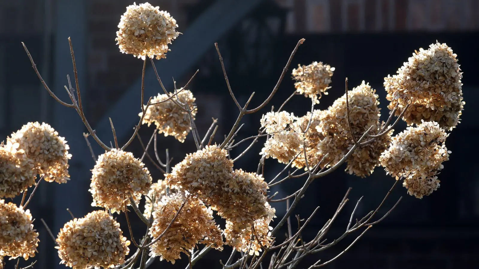 Auch verblüht haben sie noch ihren Reiz: Hortensienblüten im Herbst. (Foto: Bernd Wüstneck/dpa-Zentralbild/ZB)