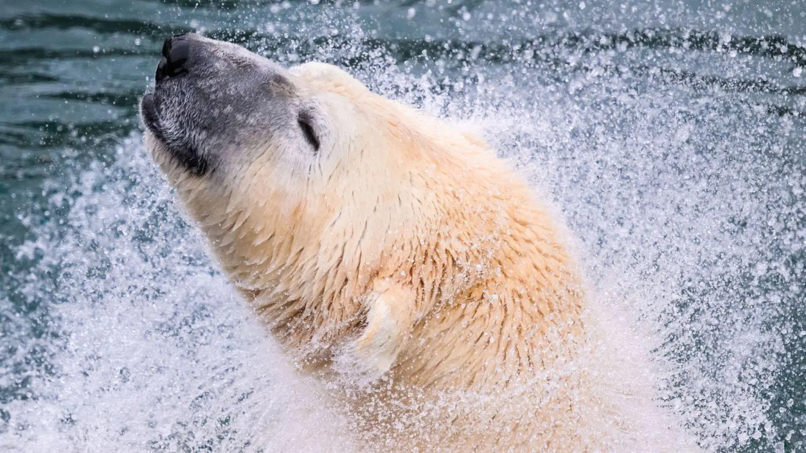 Ein Eisbär schüttelt im Zoo Hannover Wasser aus seinem Fell. In vielen Zoos kann man Tierpatin oder Tierpate werden. (Foto: Julian Stratenschulte/dpa)