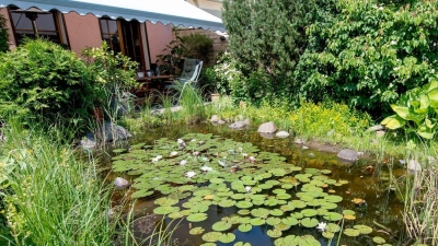 Frösche, Insekten, Vögel: Ein Gartenteich ist ein kleines Biotop für viele Wildtiere. (Foto: Zacharie Scheurer/dpa-tmn/dpa)