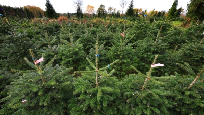 Bundesweit werden dem Verband zufolge jährlich zwischen 23 und 25 Millionen Weihnachtsbäume verkauft. (Archivfoto) (Foto: Karl-Josef Hildenbrand/dpa)