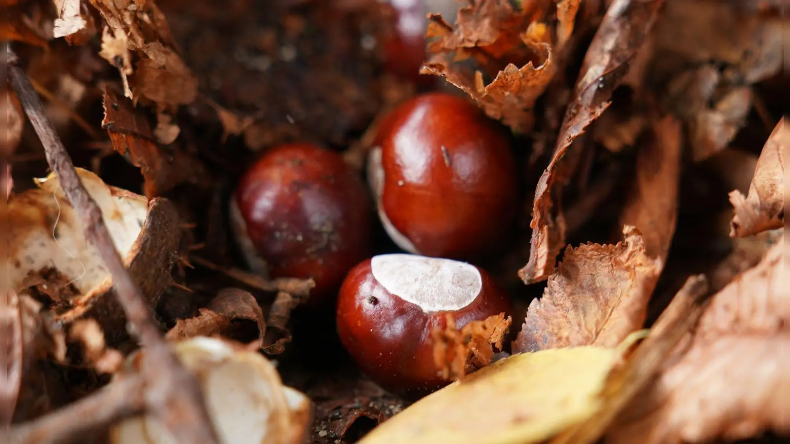 Hat der Conkers-Weltmeister etwa keine herkömmliche Kastanie genutzt? (Symbolbild) (Foto: Marcus Brandt/dpa)