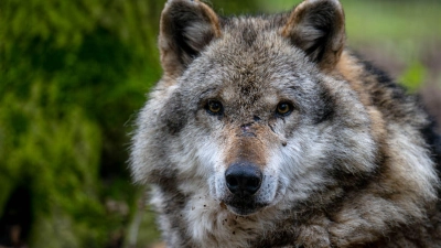 Ein Europäischer Grauwolf in einem Gehege des Wolfcenters Dörverden. (Foto: Sina Schuldt/dpa)