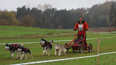 Alle Kraft voraus: Mit Hunden und Wagen durch die Herbstlandschaft Westmittelfrankens, das genießen die Schlittenhundefans drei Tage lang in Oberndorf. (Foto: Gudrun Bayer)