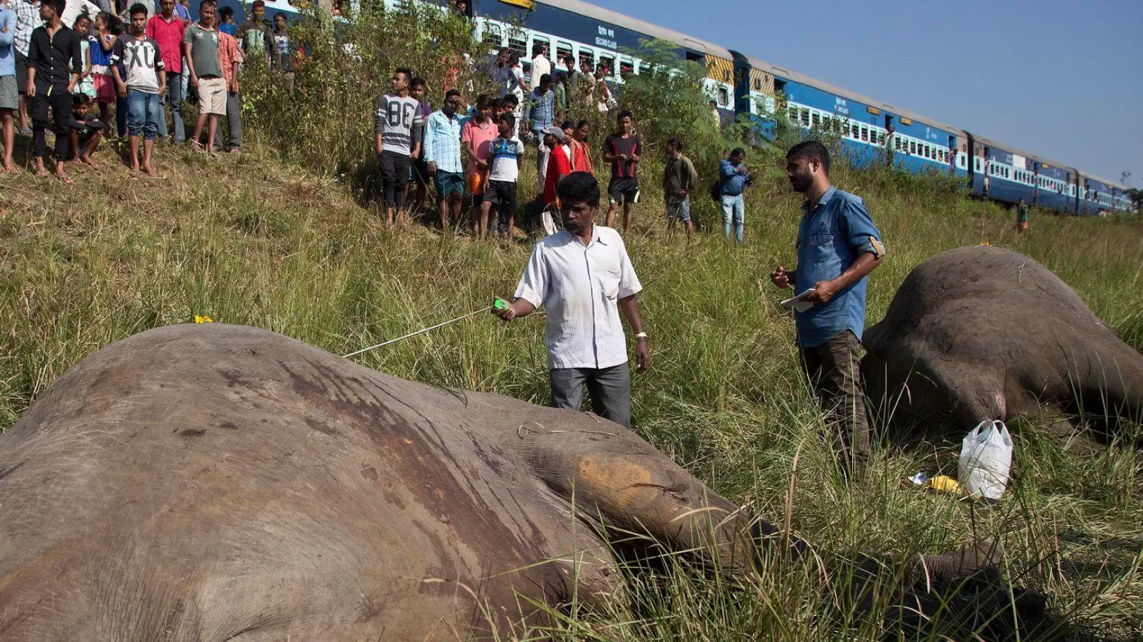 Wildlebende Elefanten werden in Indien immer wieder Opfer von Zugunglücken. Intelligente Systeme sollen helfen, das zu verhindern. (Foto: picture alliance / Anupam Nath/AP/dpa)