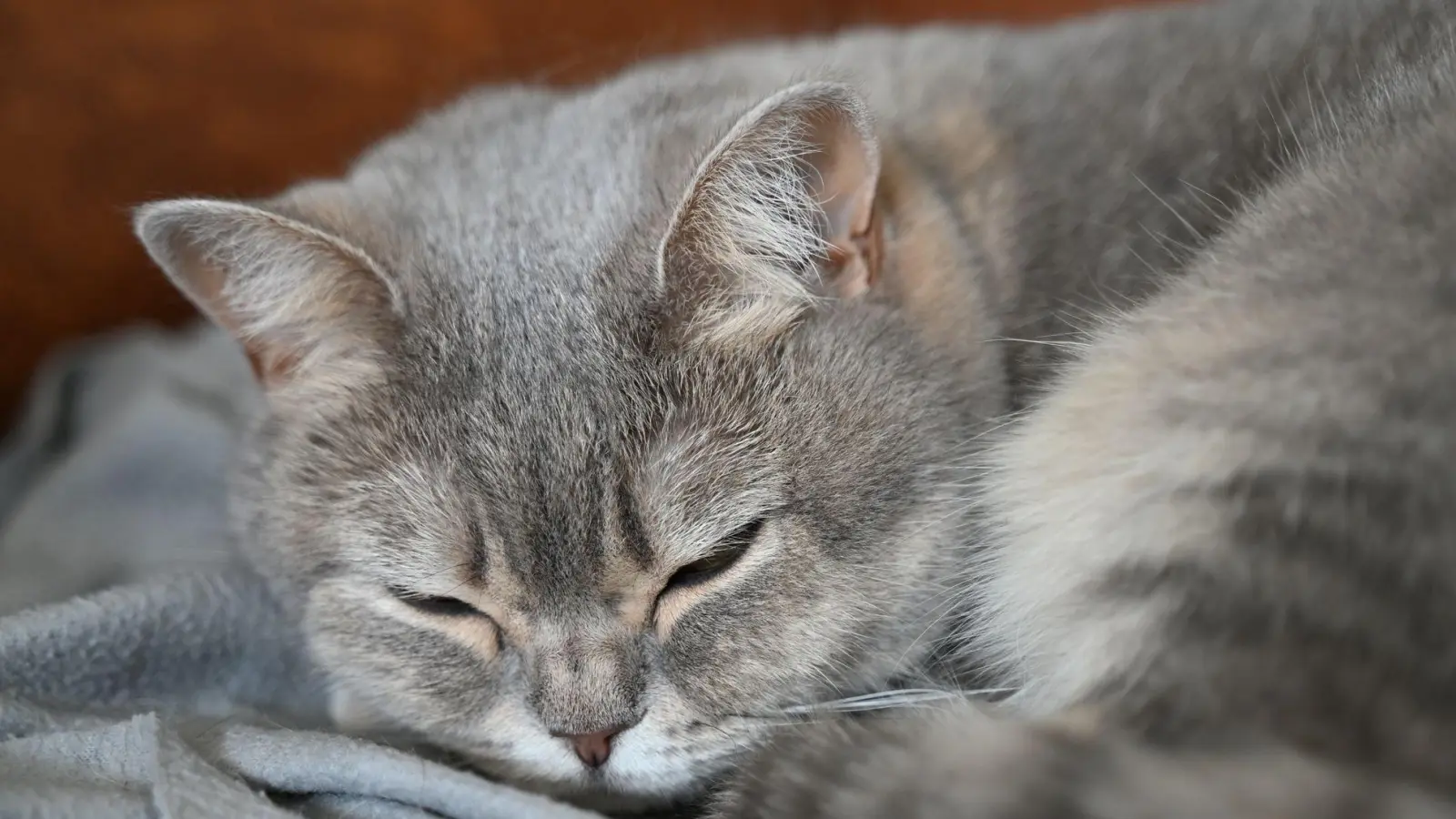 Ein Unbekannter hat mit einem Luftgewehr auf Katzen geschossen. (Symbolbild) (Foto: Helena Dolderer/dpa)