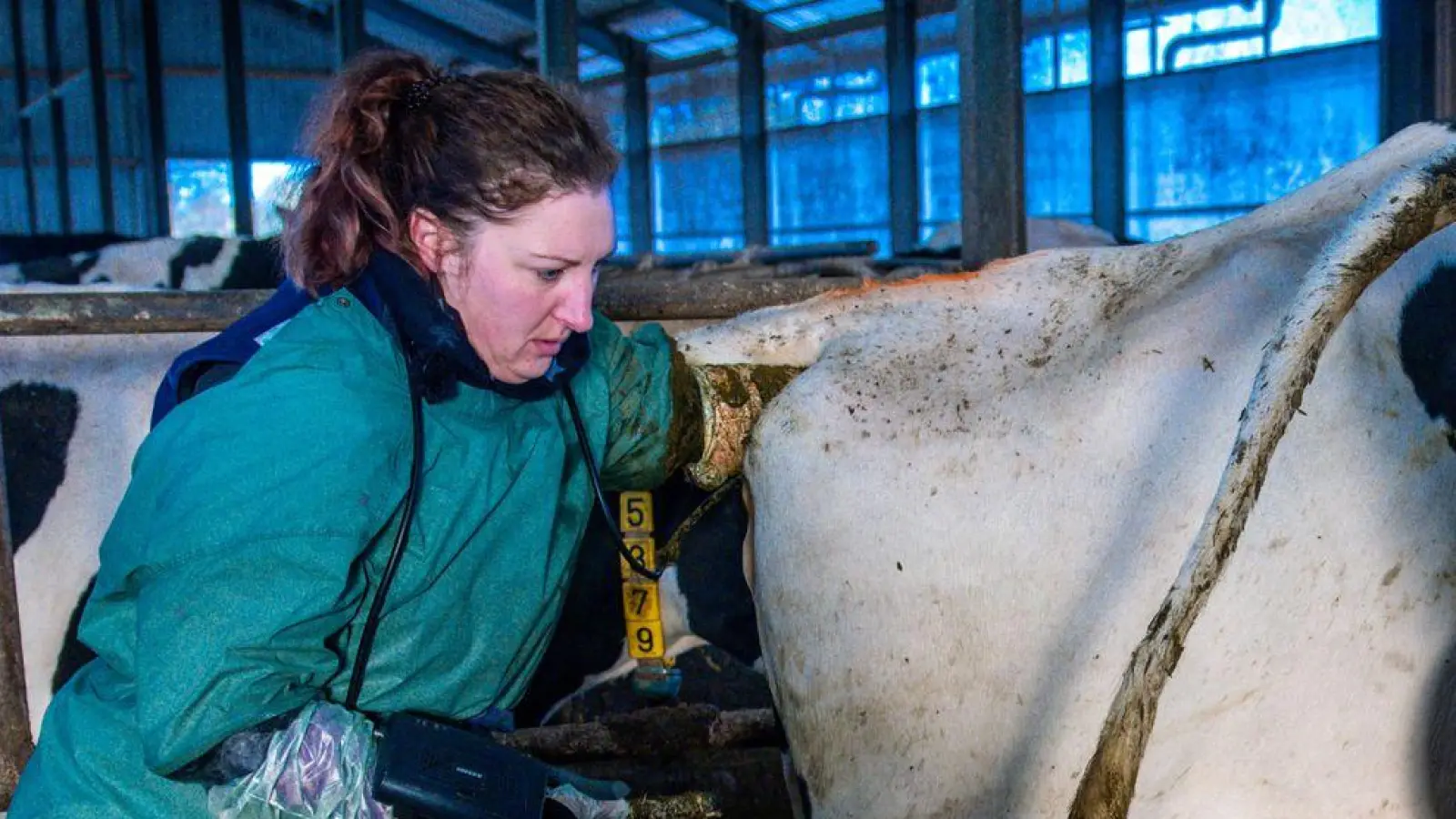 Eine spezielle Quote bei der Studienplatzvergabe für Tiermedizin soll in Bayern helfen, den drohenden Fachkräftemangel zu stoppen. (Archivbild) (Foto: Jens Büttner/dpa)