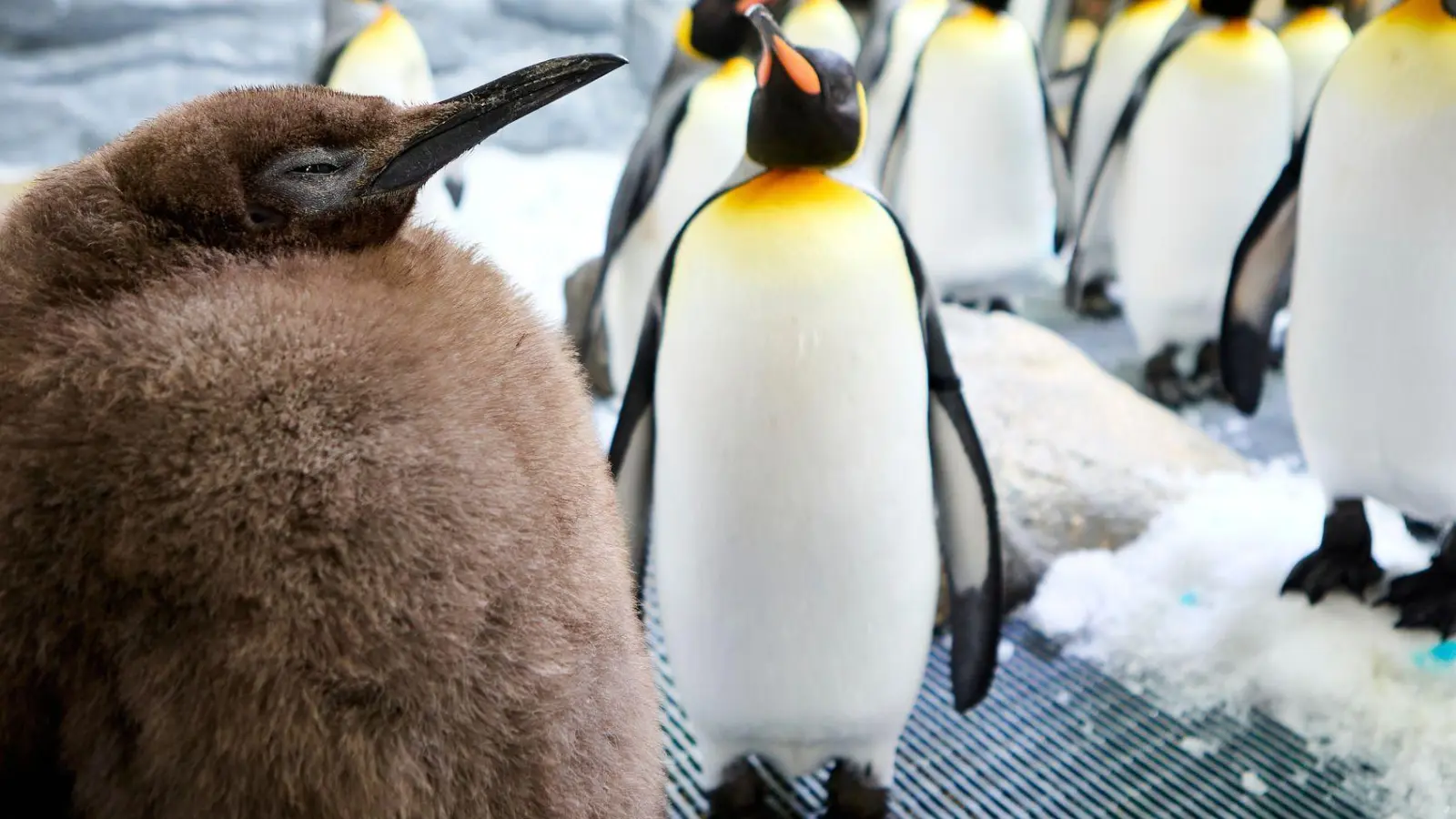 Der kugelrunde Pesto ist zum Social-Media-Star avanciert. (Foto: Uncredited/SEA LIFE Melbourne/AP/dpa)