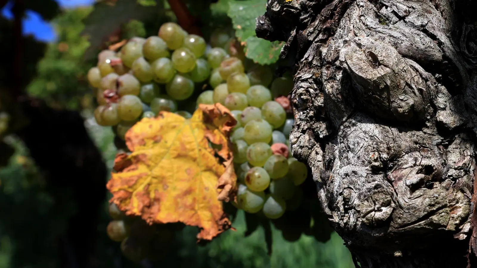 Franken ist das wichtigste Weinbaugebiet Bayerns.  (Foto: Karl-Josef Hildenbrand/dpa)