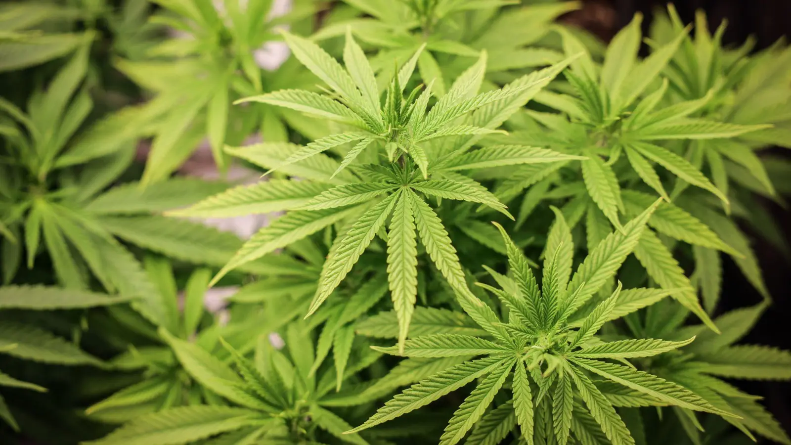 Cannabis-Anbau soll bald in größerem Stil anlaufen. (Foto: Christian Charisius/dpa)