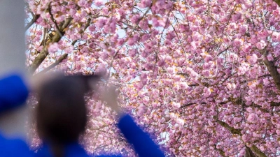 Eine Touristin fotografiert blühende Kirschblütenbäume in Bonn. Prognosen zufolge könnten die Blüte in diesem Jahr um Ostern herum beginnen. (Foto: Thomas Banneyer/dpa)