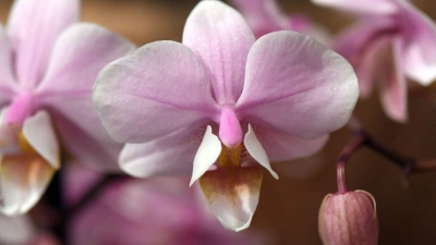 Mit der richtigen Pflege blühen Orchideen-Arten wie die Phalaenopsis mehrfach. Dafür kürzt man kahle Stängel ohne Blätter oberhalb des zweiten oder dritten Auges. (Foto: Andrea Warnecke/dpa-tmn)