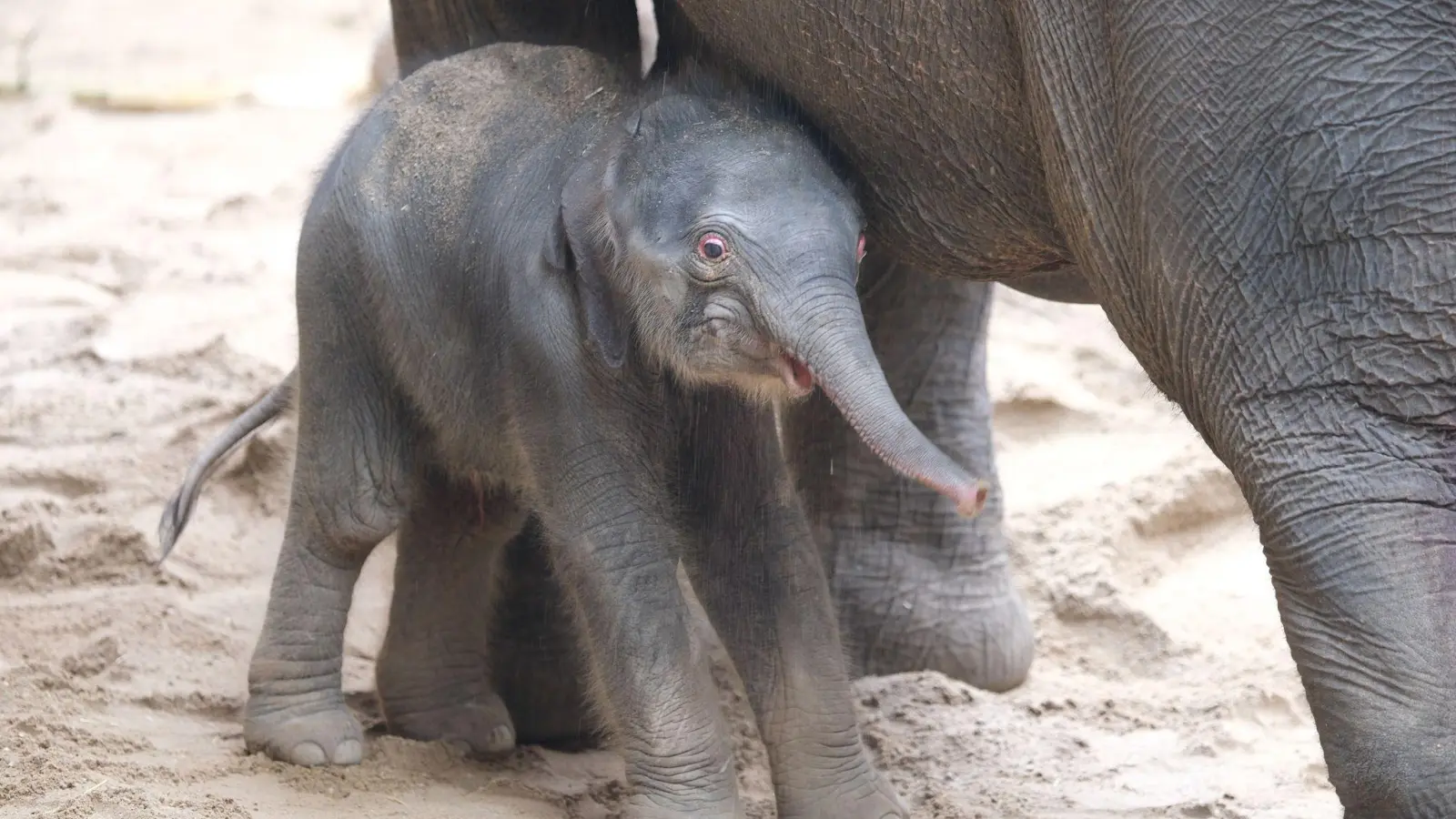 Ein noch namenloses Elefantenbaby steht im Leipziger Zoo bei der Herde. Leitkuh Kewa hat am frühen Samstagmorgen eine Tochter zur Welt gebracht. (Foto: Sebastian Willnow/dpa)