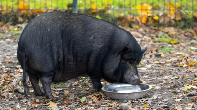 Minischweine werden bei Sabine Bracker auf dem Gnadenhof bei Ebstorf im Landkreis Uelzen häufig abgeben. (Foto: Philipp Schulze/dpa)