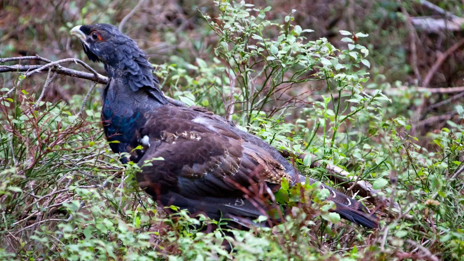 Das Auerhuhn steht in Deutschland auf der Roten Liste der gefährdeten Arten. (Archivbild) (Foto: Michael Reichel/zb/dpa)