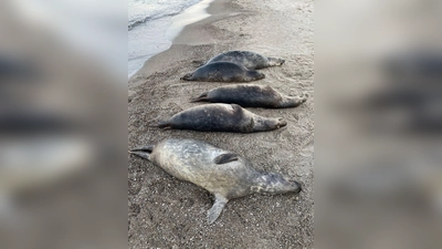 Woran die Kegelrobben an der Ostküste Rügens starben, ist noch unklar. Seit Anfang Oktober wurden 26 tote Tiere geborgen.  (Foto: Biosphärenreservatsamt/dpa)