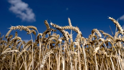 Der Bio-Anteil der Agrarflächen wächst weiter leicht. (Foto: Arne Dedert/dpa)