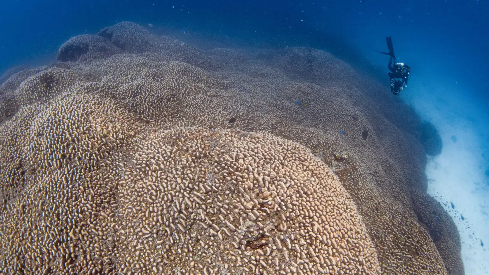 Forscher des Programms Pristine Seas von National Georgraphic haben nach eigenen Angaben eine Koralle entdeckt, die größer ist als alle bislang bekannten. (Foto: Manu San Félix/National Geographic Pristine Seas/dpa)