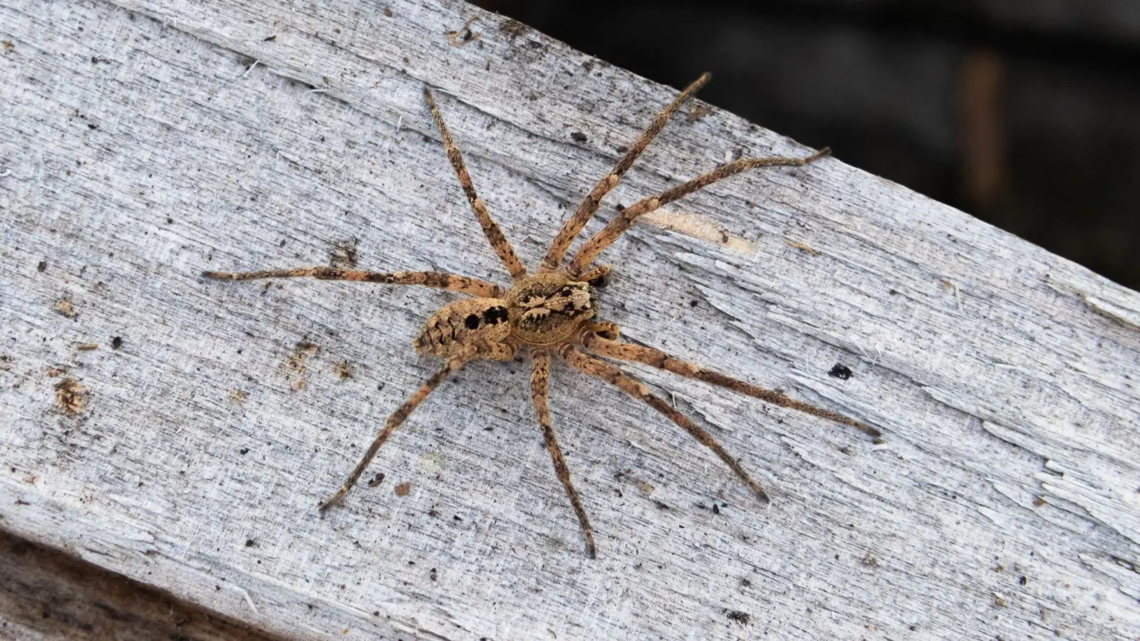 Die Nosferatu-Spinne ist inzwischen in fast ganz Deutschland verbreitet. (Archivbild) (Foto: Robert Pfeifle/ NABU /dpa)