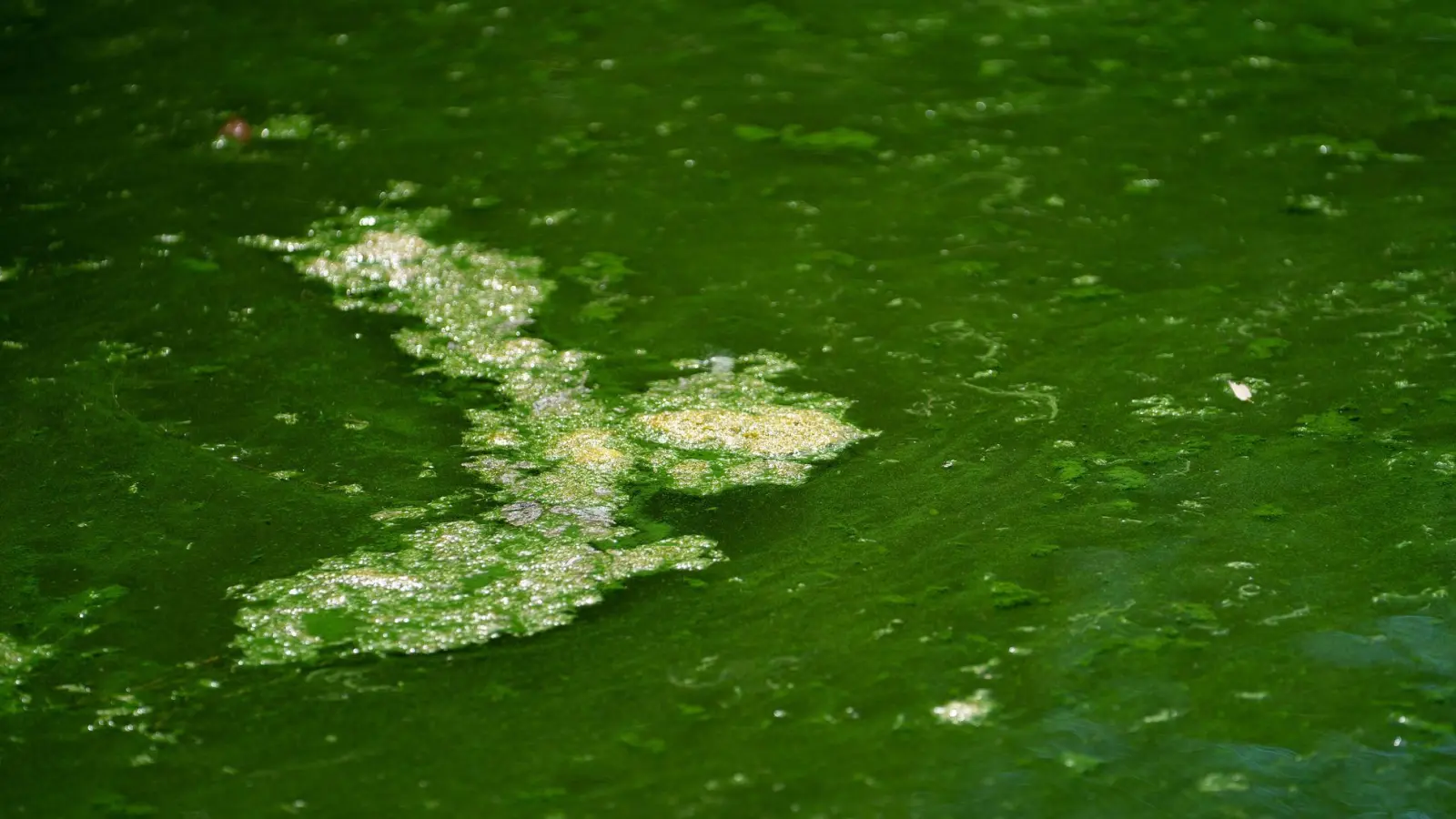 Die giftigen Blaualgen färben das Wasser grün. (Archivbild) (Foto: Nicolas Armer/dpa)