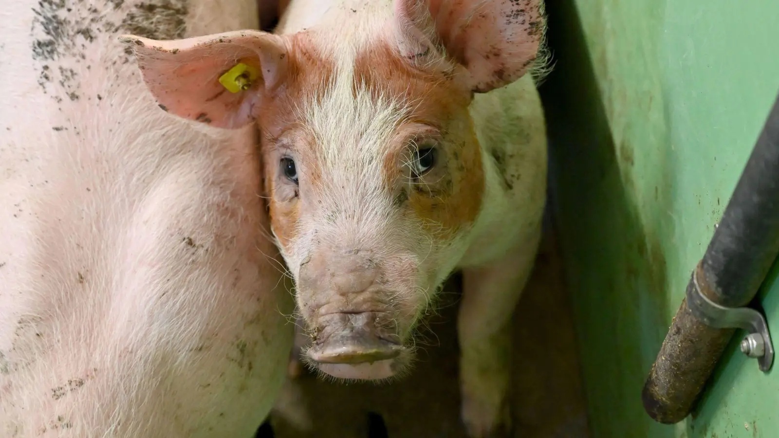 Für Haus- und Wildschweine kann die Afrikanische Schweinepest tödlich enden. Um die Ausbreitung einzudämmen, sollen Besucher im Nationalpark Harz keine Essensreste und Lebensmittel wegwerfen. (Foto: Carsten Rehder/dpa)