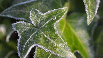 Lebenskraft und Armut liegen für eine 64-Jährige im Winter besonders eng zusammen. Gegen die Kälte bräuchte sie dringend Winterstiefel. (Foto: David Ebener/dpa/dpa-tmn/Archivbild)