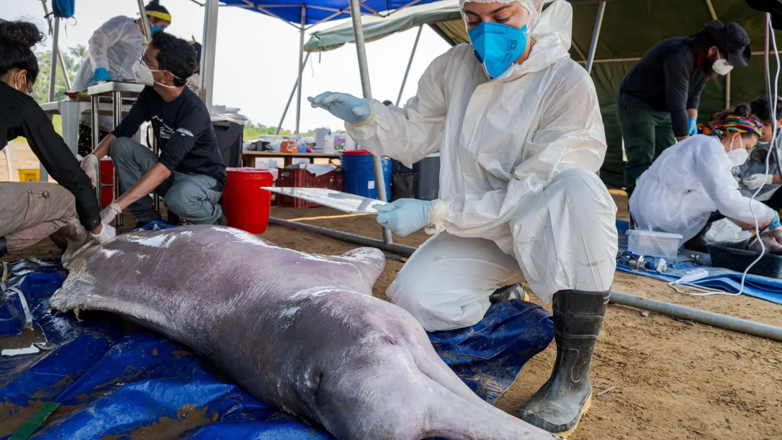 Wissenschaftler untersuchen im brasilianischen Tefe tot aufgefundene Flussdelfine. Die weltweite Population ist stark zurückgegangen. (Foto: Miguel Monteiro/Instituto Mamiraua/dpa)