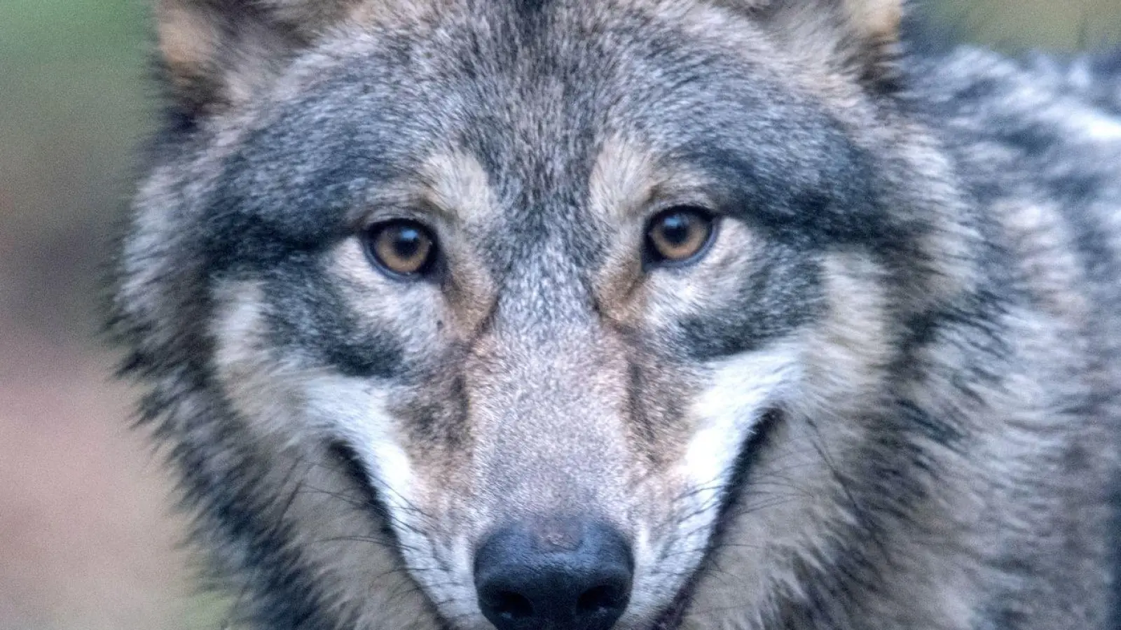 Der Wolf hat sich wieder in Deutschland angesiedelt - und sorgt damit für politische Kontroverse. (Foto: Boris Roessler/dpa)