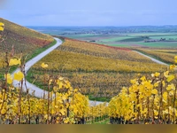 Goldener Herbst - gesehen am Bullenheimer Berg. (Foto: Uschi Wendel)