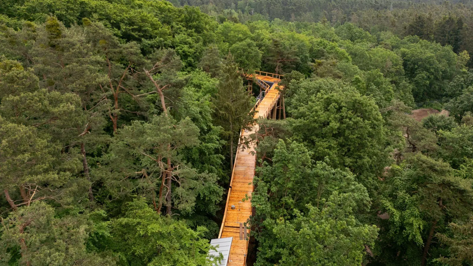 Der Pfad führt mitten durch die Baumwipfel am Nürnberger Schmausenbuck. (Archivbild) (Foto: Daniel Karmann/dpa)